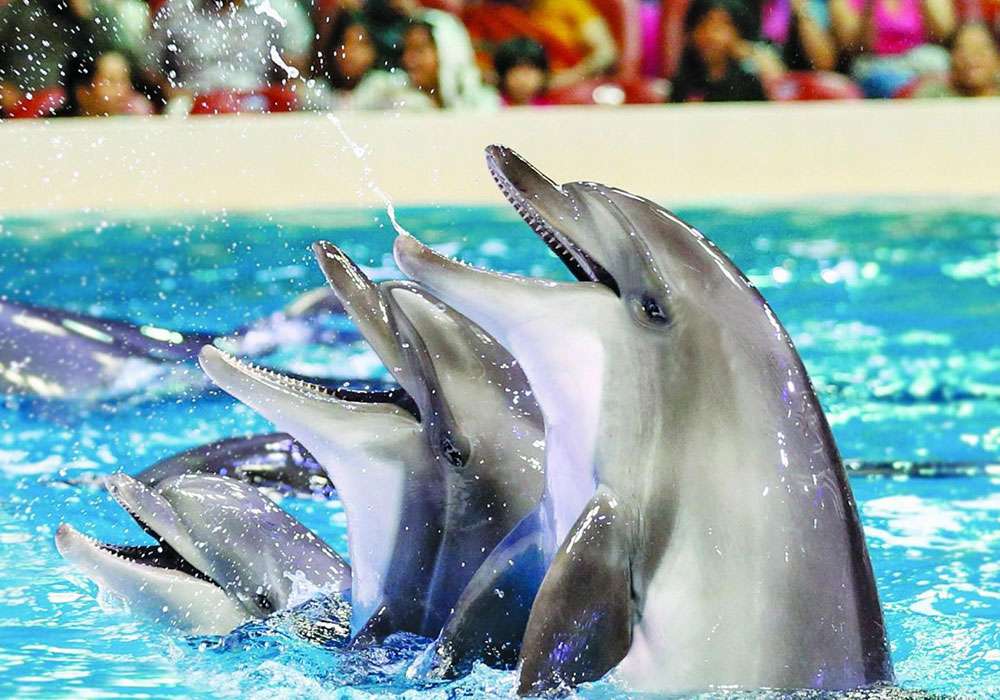 Visit Dubai Dolphinarium