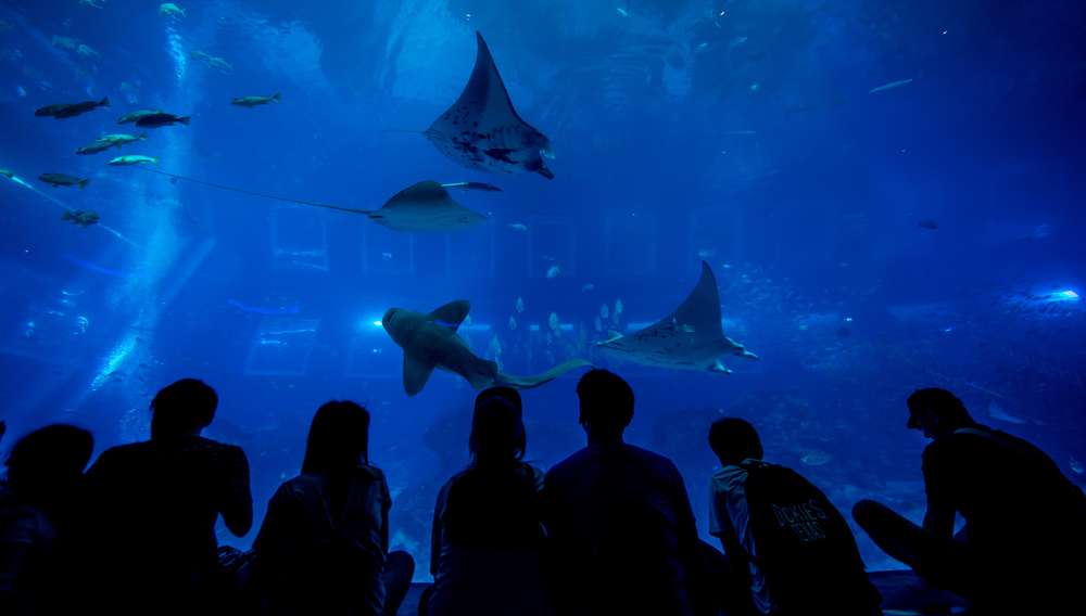 Visit S.E.A. Aquarium Singapore