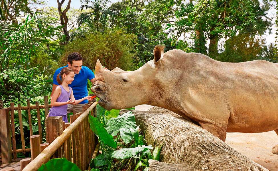 Visit the Singapore Zoo