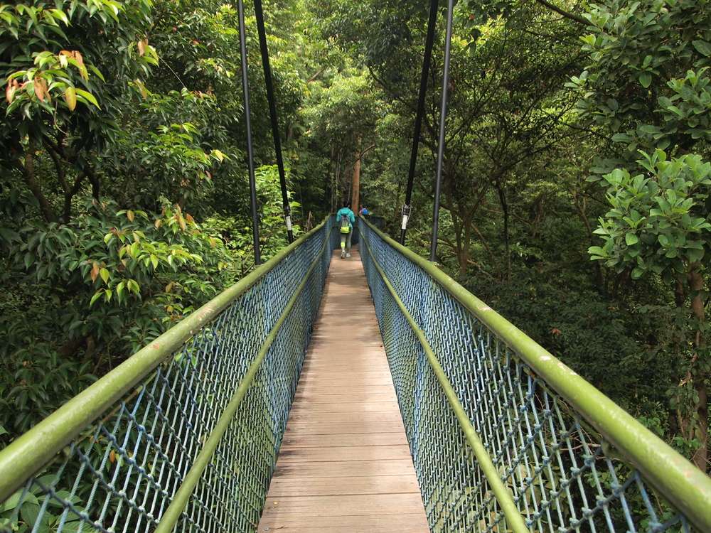 Walk through the Trees at MacRitchie Reservoir