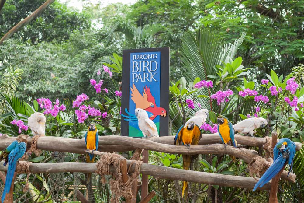 Experience Bird Watching at Jurong Bird Park