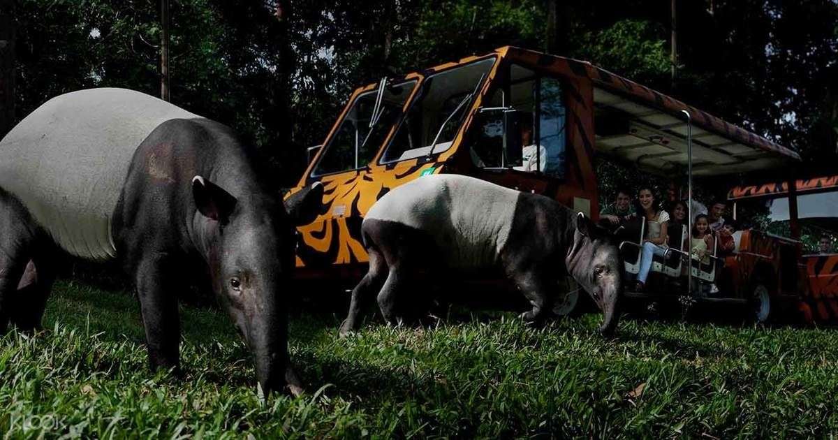 Singapore Night Safari