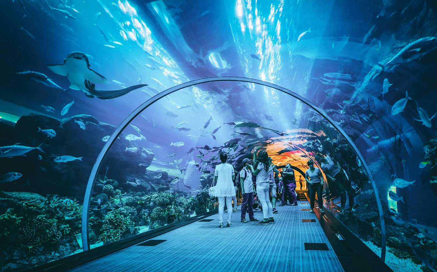 Visit Dubai Aquarium and Underwater Zoo