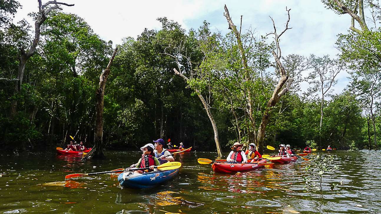 Kayaking at Mandai Mangrove
