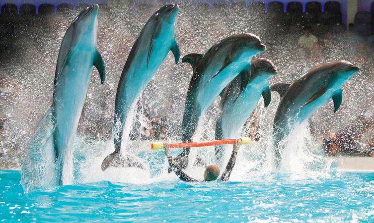 Visit Dubai Dolphinarium