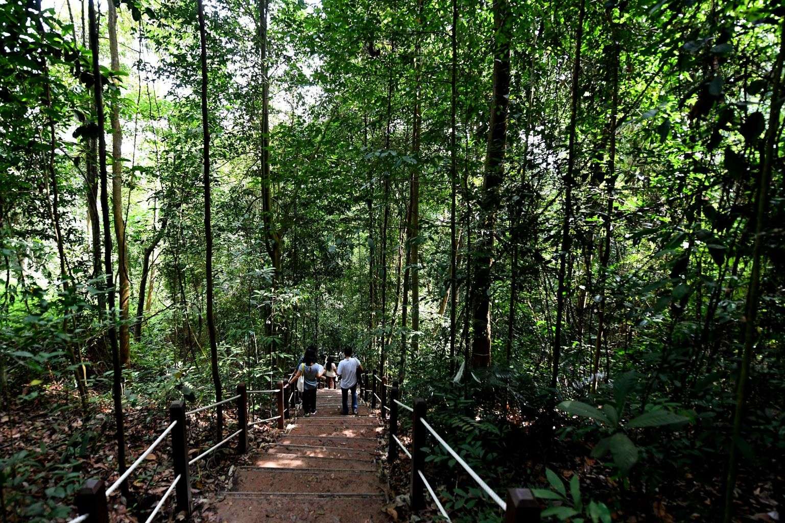 Bukit Timah Nature Reserve Singapore