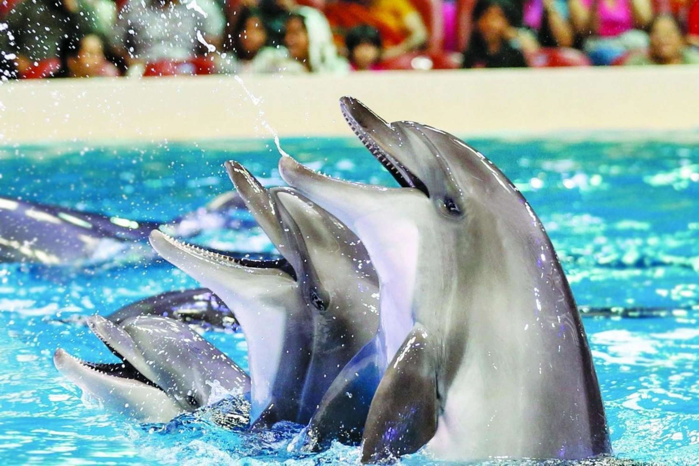 Dubai Dolphinarium