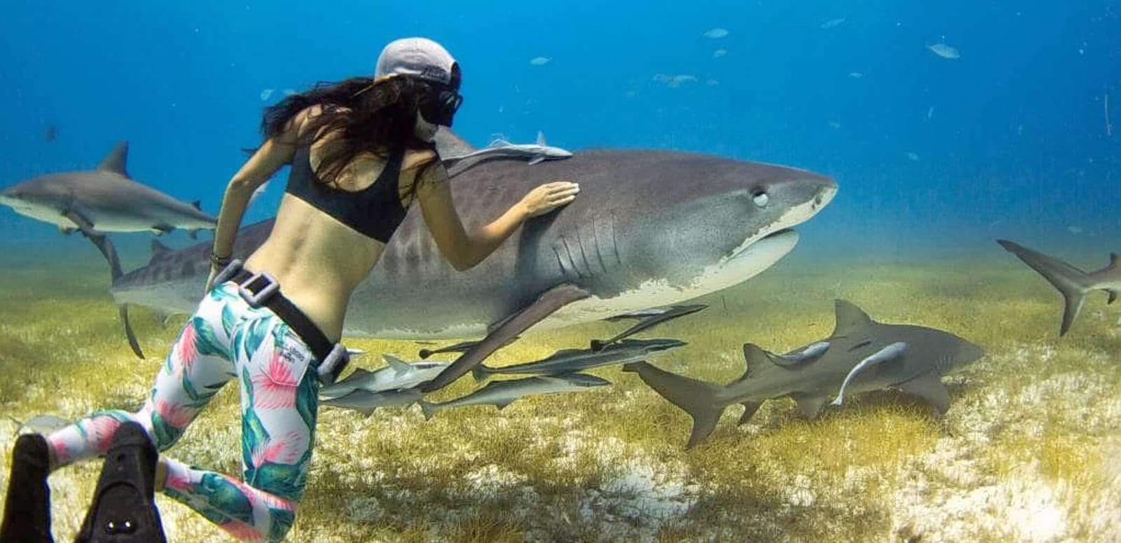 Swimming with the Sharks