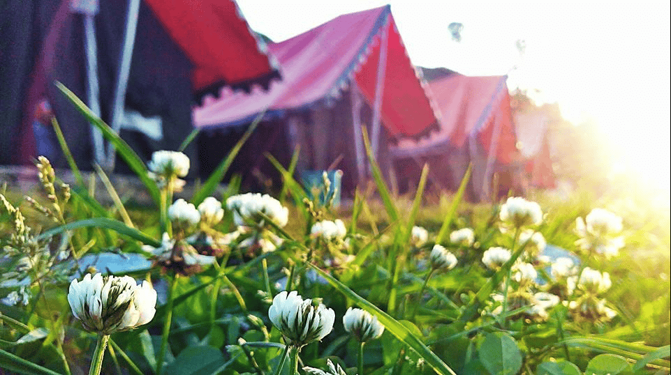 Camp Amidst Oak Trees in Dhanaulti near Mussoorie