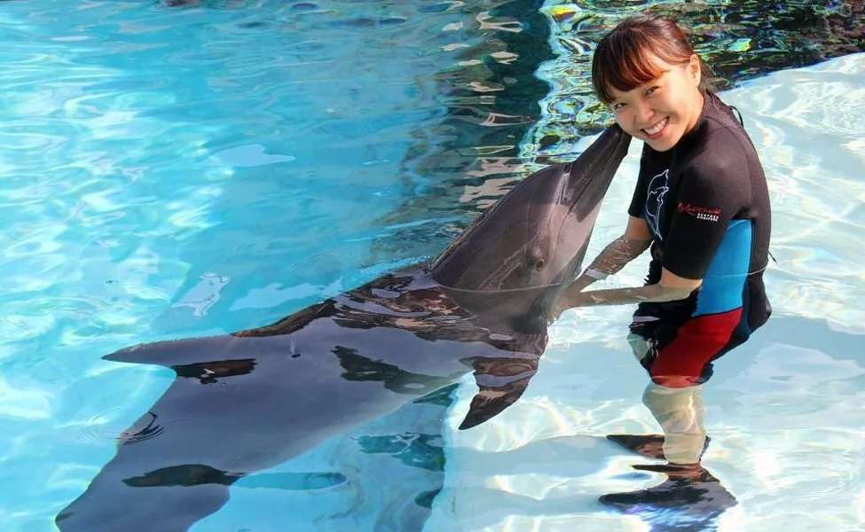 Play with Dolphins at the Dolphin Island