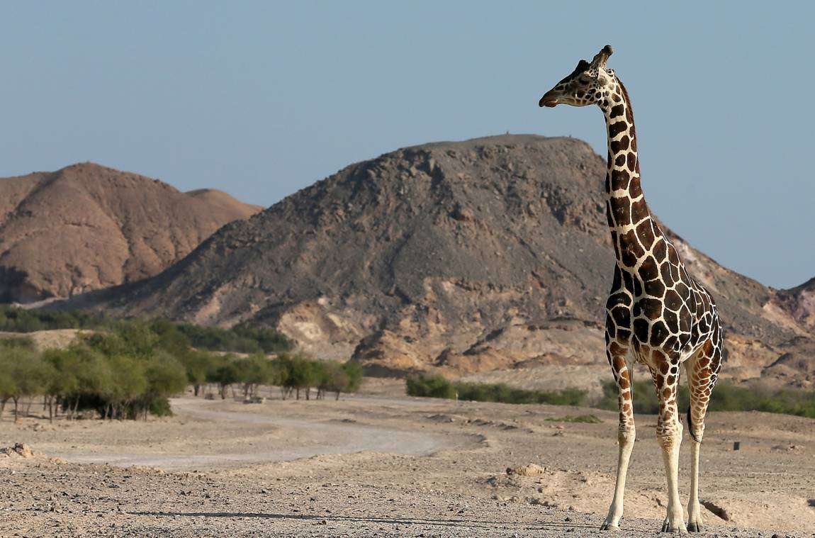 Sir Bani Yas Island