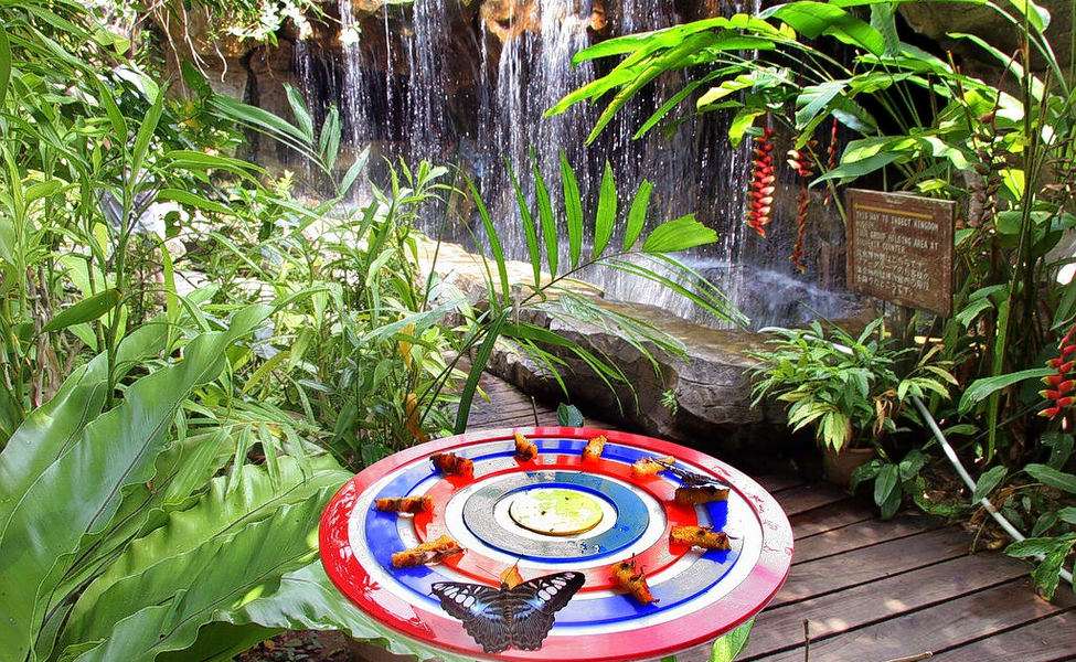 Butterfly Park and Insect kingdom
