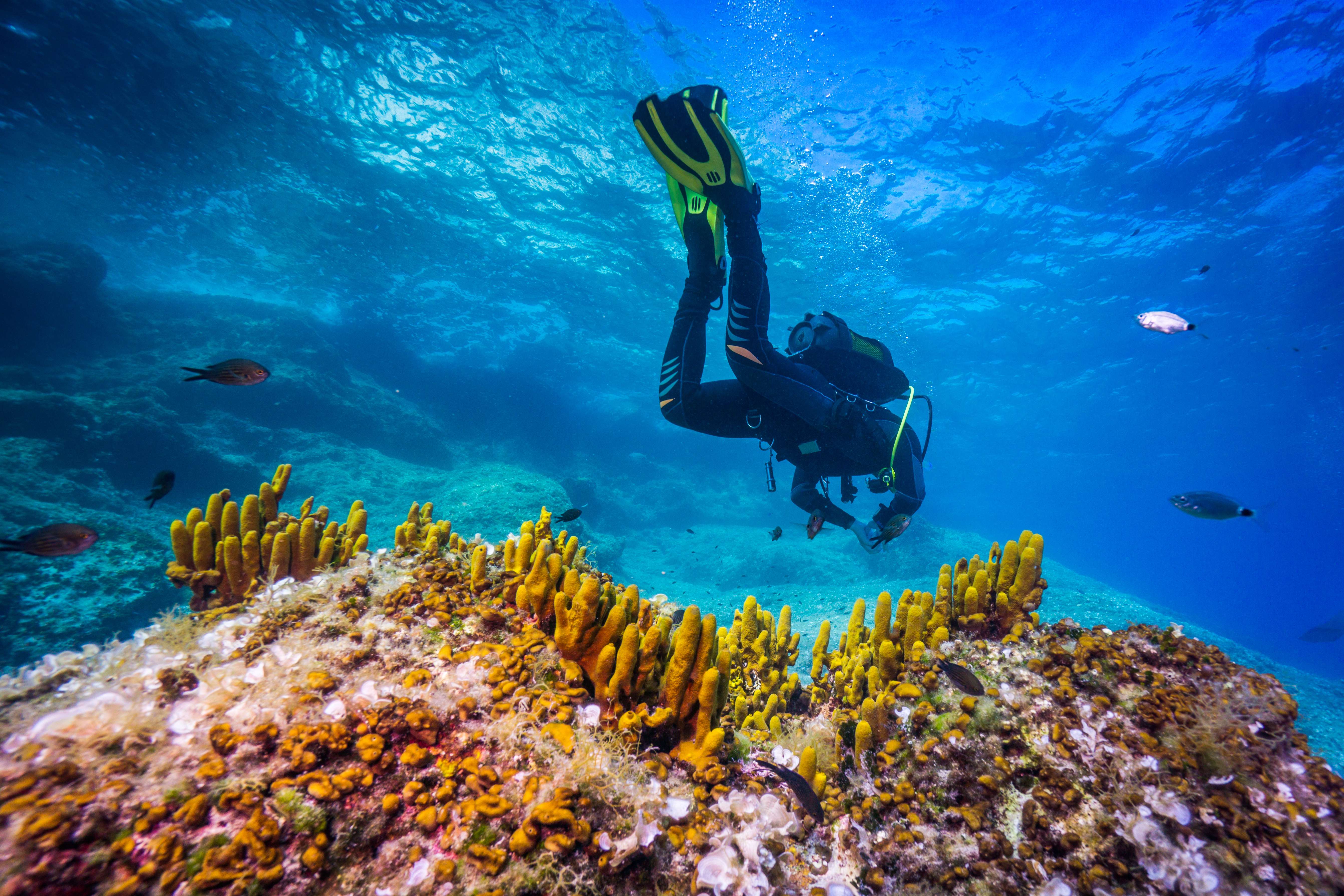 Explore Scuba Diving at PADI Dive