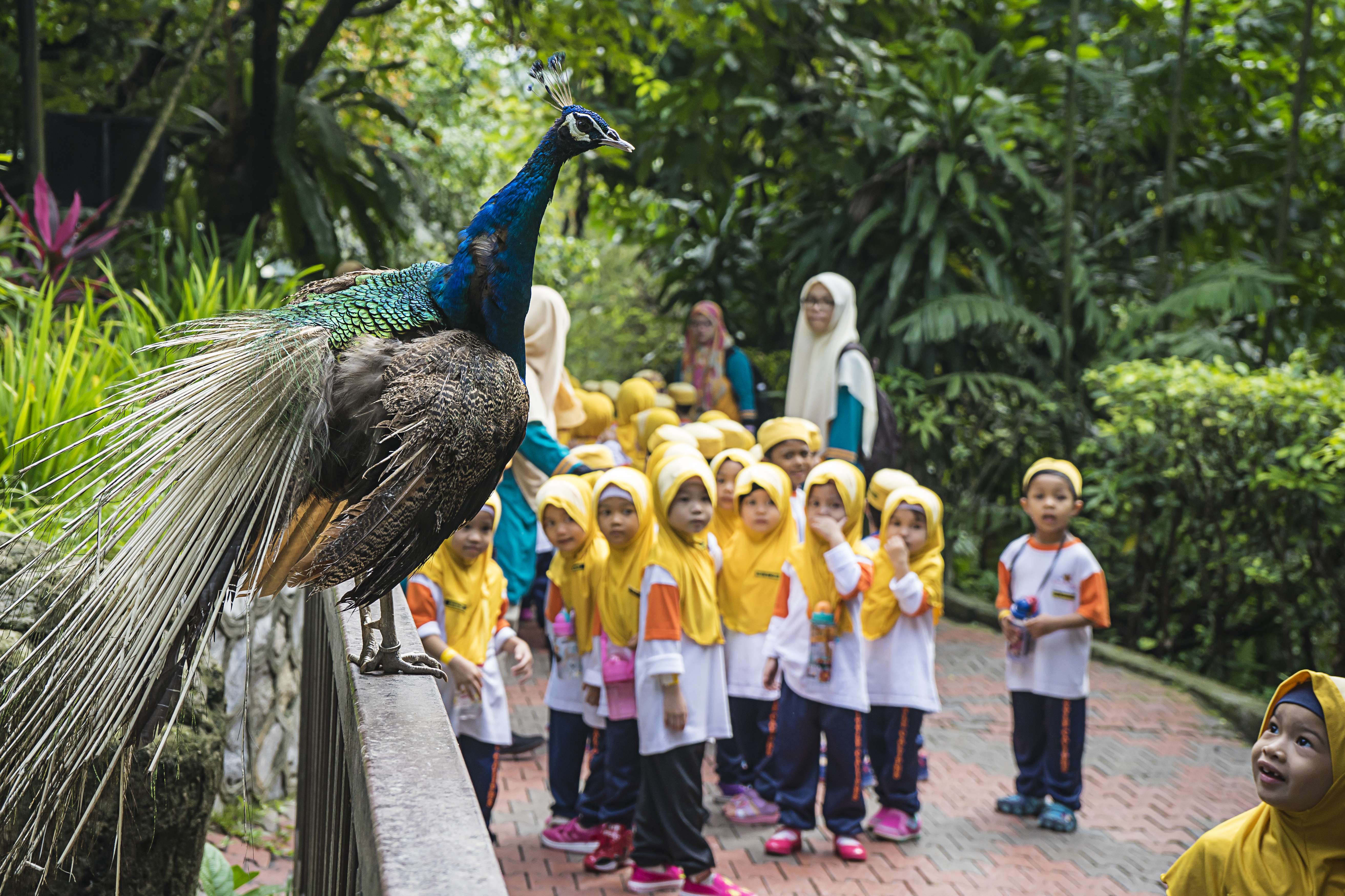 Kl Bird Park with Butterfly Park & Garden Tour Flat 10% off