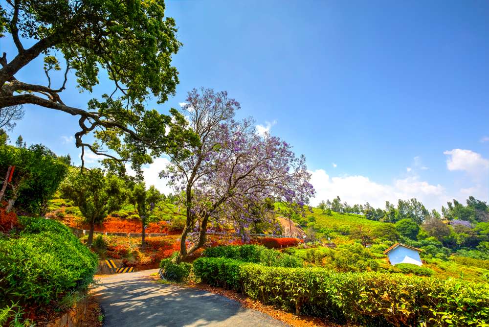 Coonoor - 292 Km from Bangalore