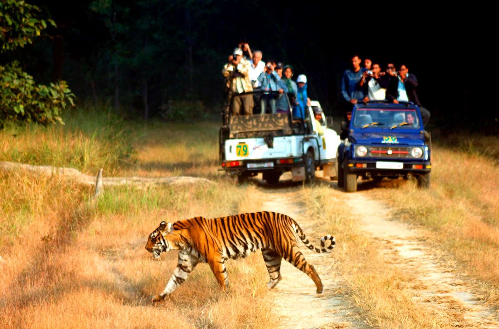 Jim Corbett Jeep Safari Tour | Book Online @ Flat 10% off