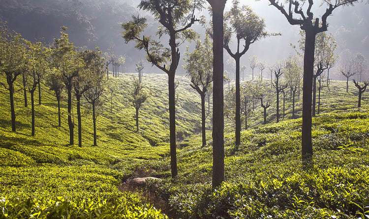 Coonoor (293 Km from Bangalore)