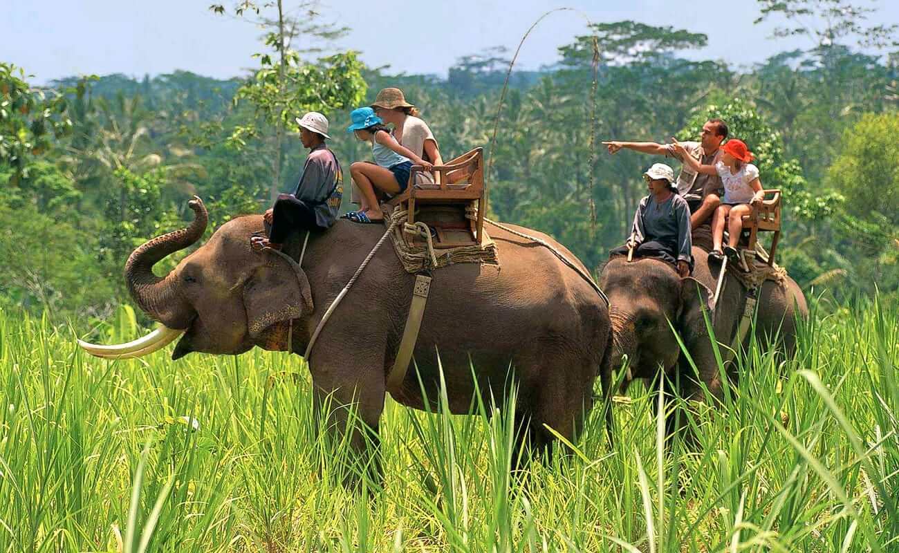 Elephant Safari in Jim Corbett | Book Online & Get Flat 20%