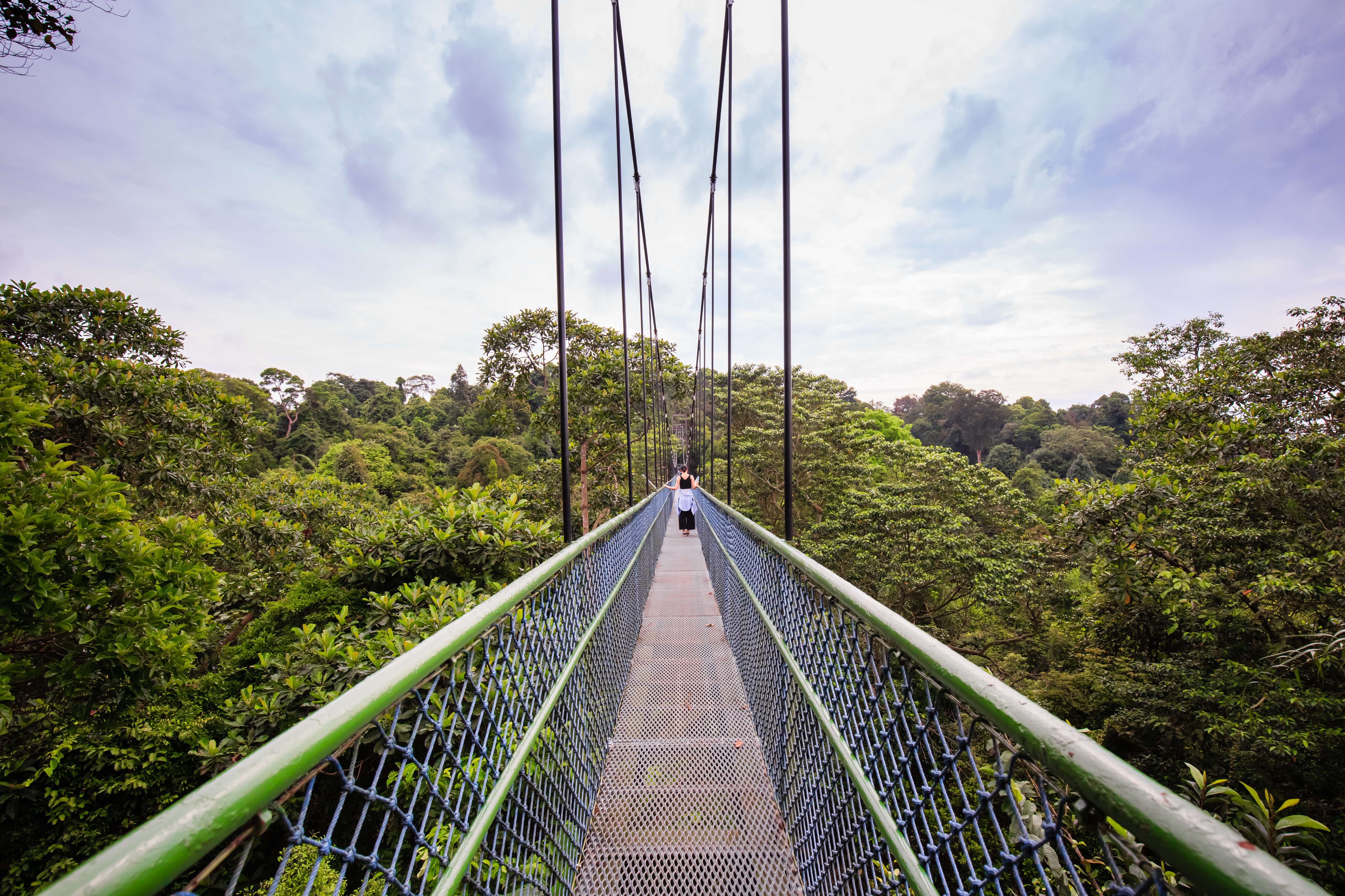 Tree-Top Walk At MacRitchie Reservoir