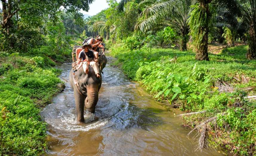 Phunaka Krabi of Thailand Elephant Trekking