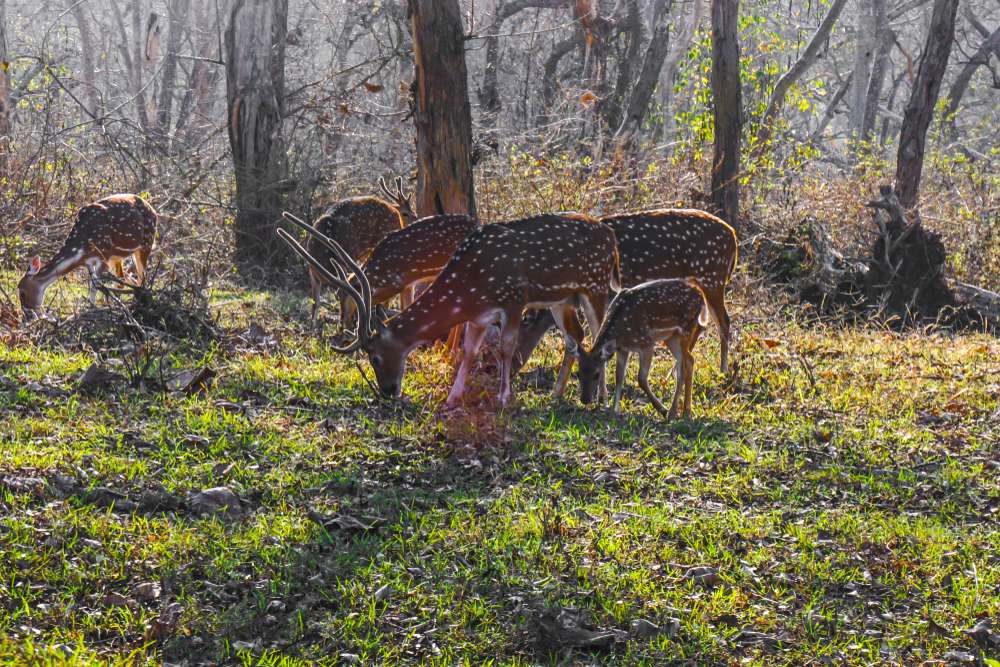 Bandipur National Park