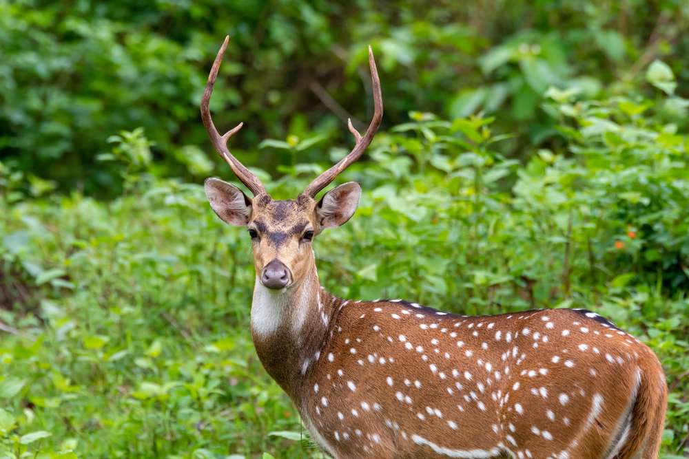 Nagarhole National Park