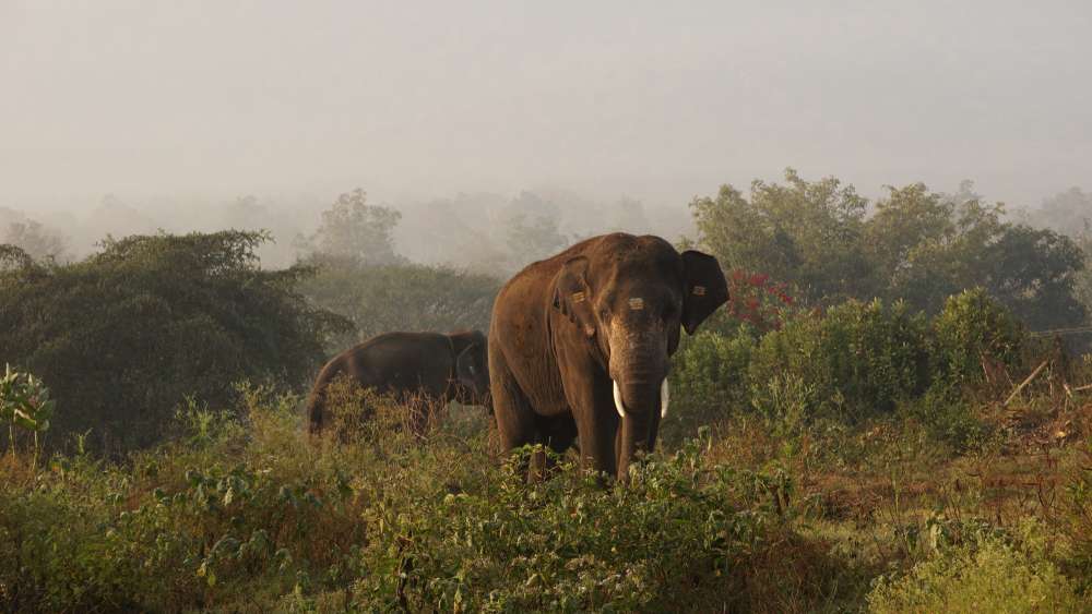 Mudumalai National Park