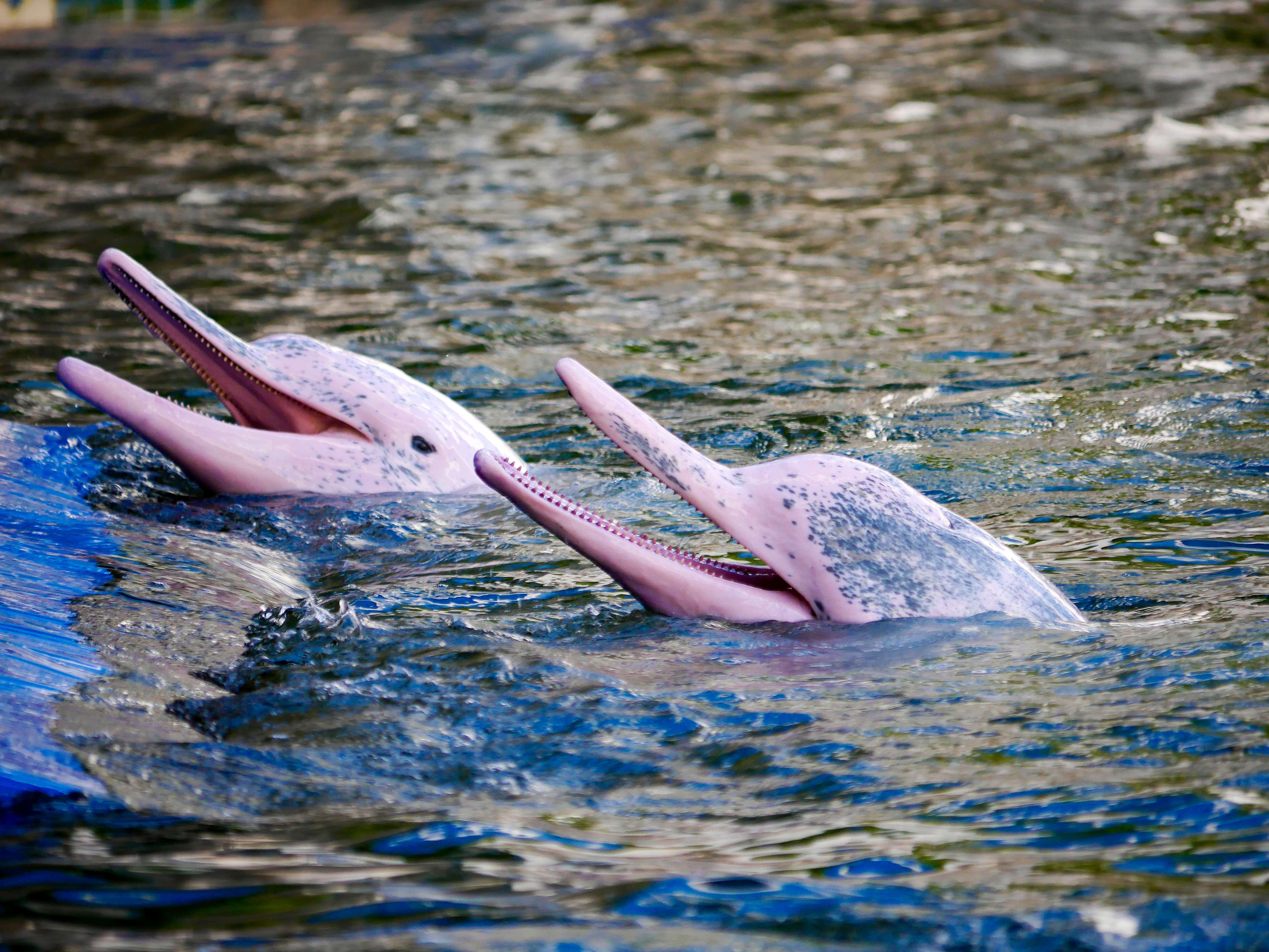 Pink Dolphin Sighting Tour, Hong Kong