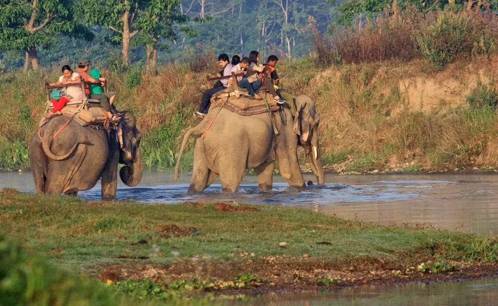 Take an Elephant Safari Tour
