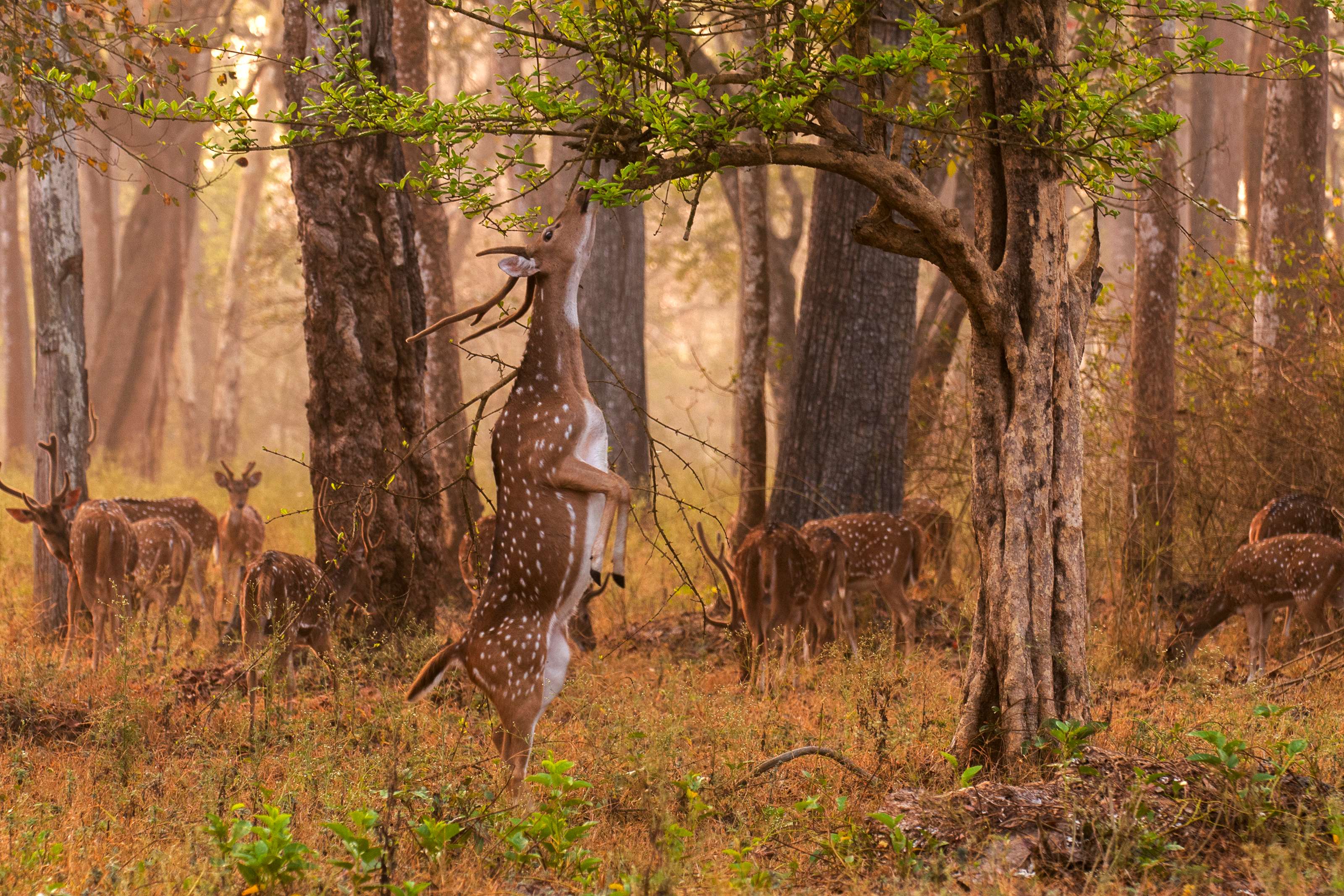 Visit Nagarhole National Park