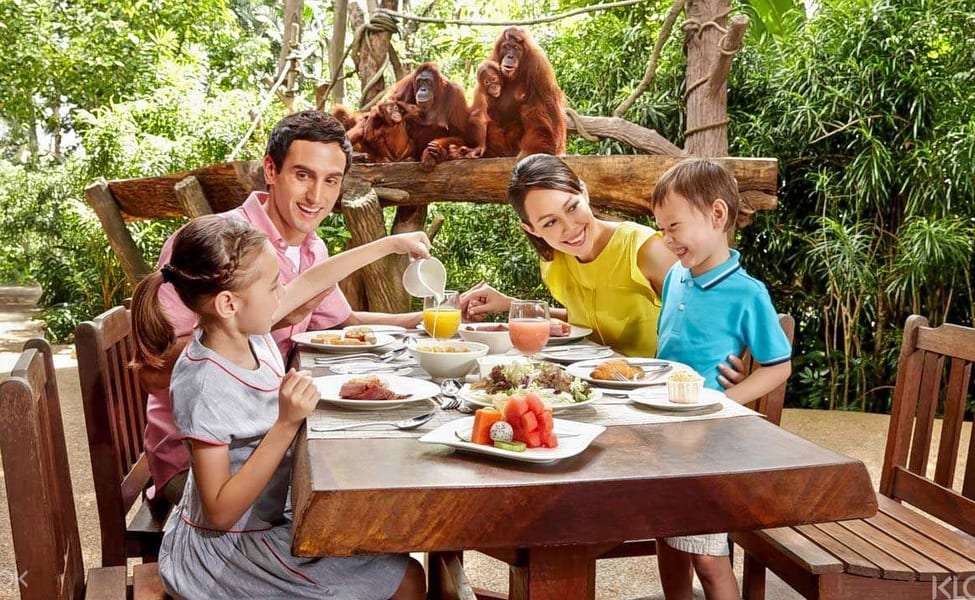 Have a Breakfast with Orangutans