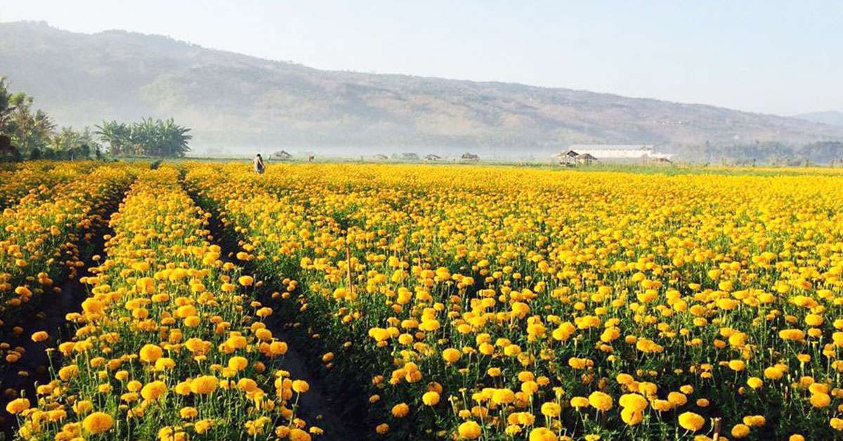 Visit the Marigold Fields at Desa Temukus