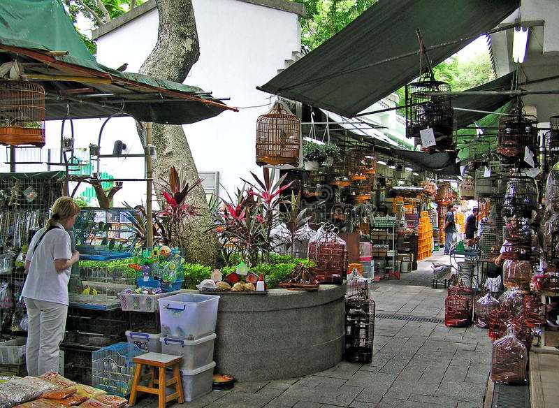 Bird Market 