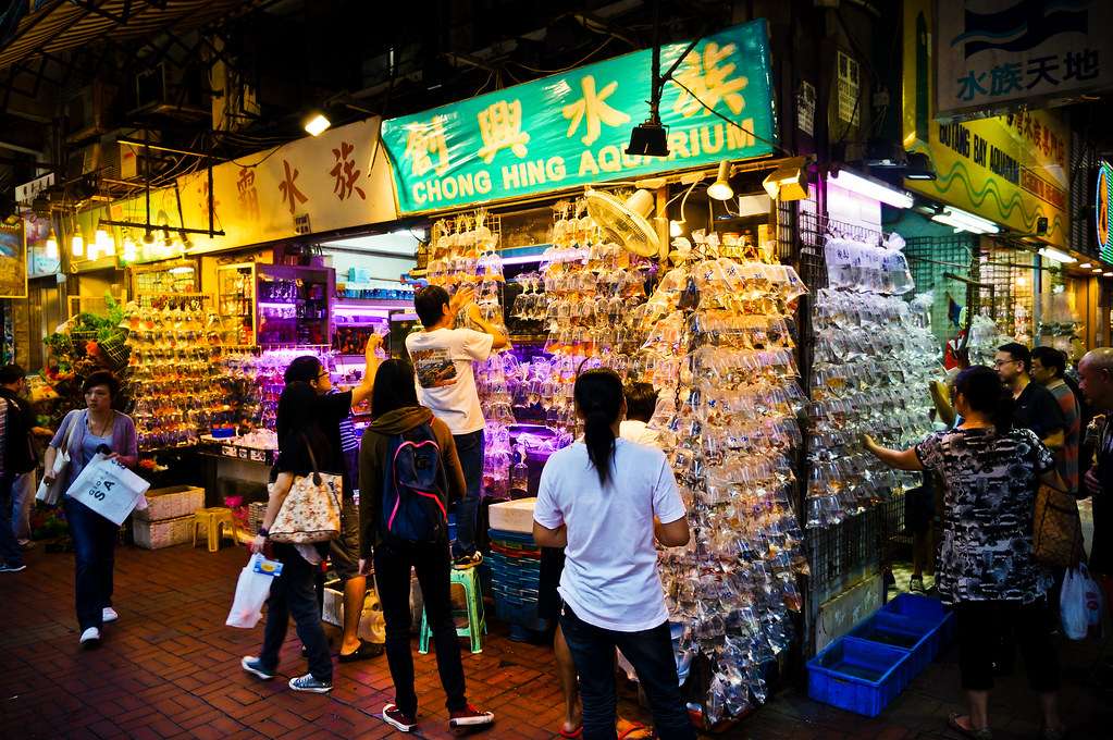 Goldfish Market 