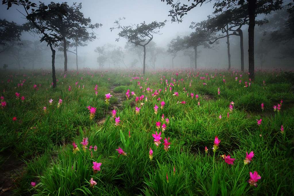 Doi Pha Hom Pok National Park