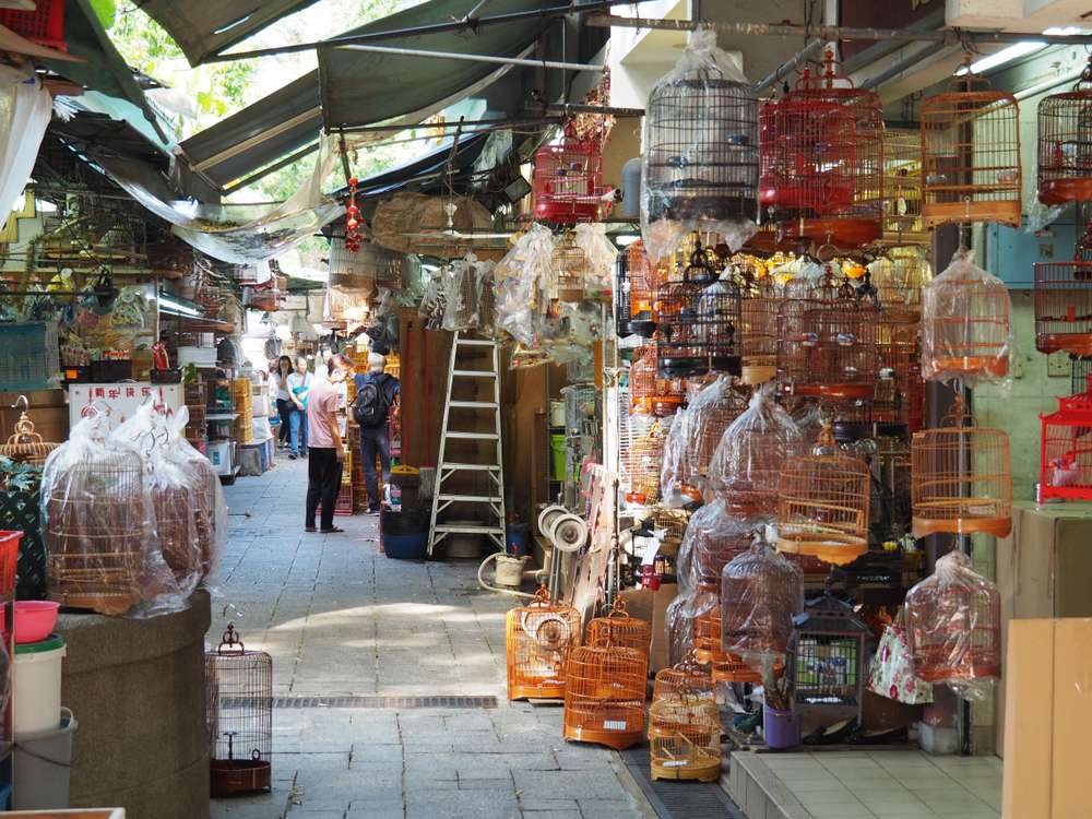 Bird Market