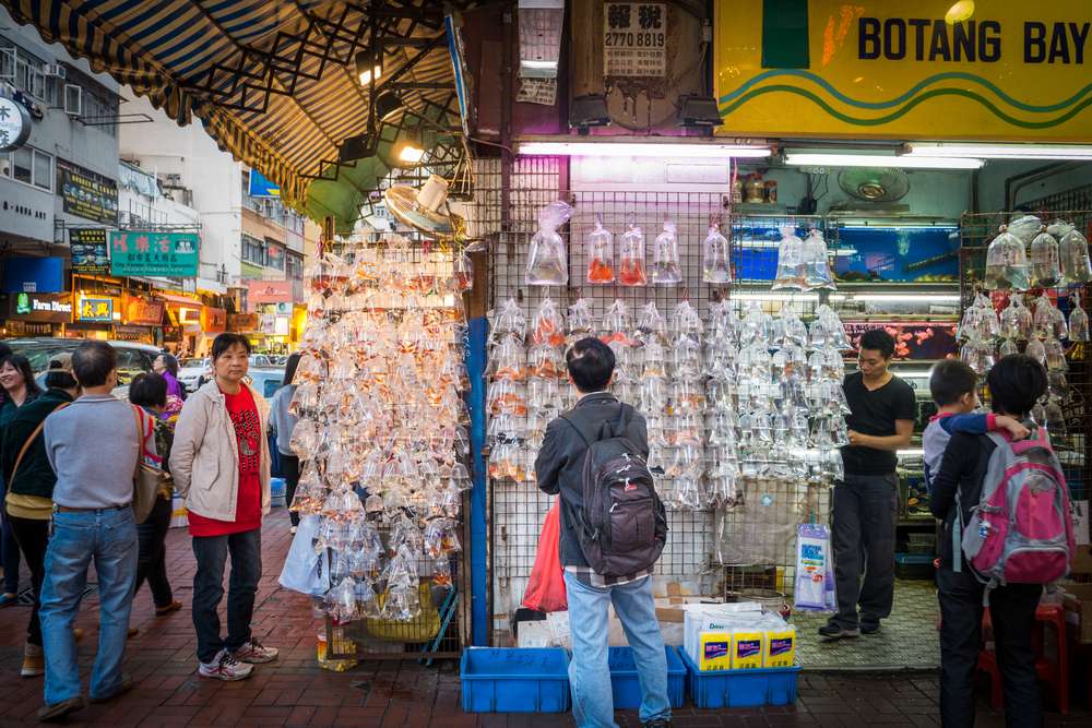 Goldfish Market