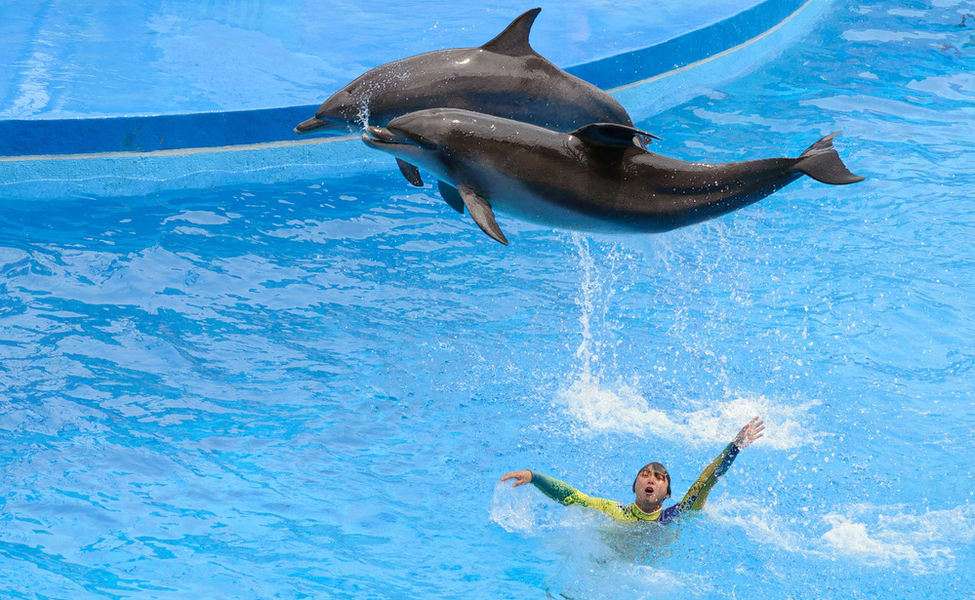Enjoy a Fun-Filled Show by Dolphins at Ocean Park