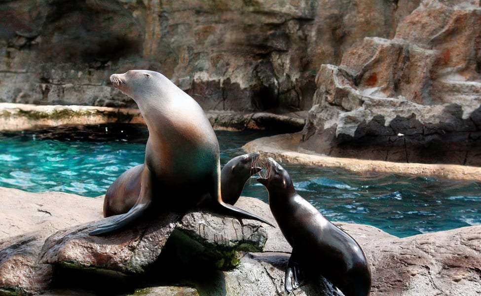Watch The Sea Lion at Ocean Park