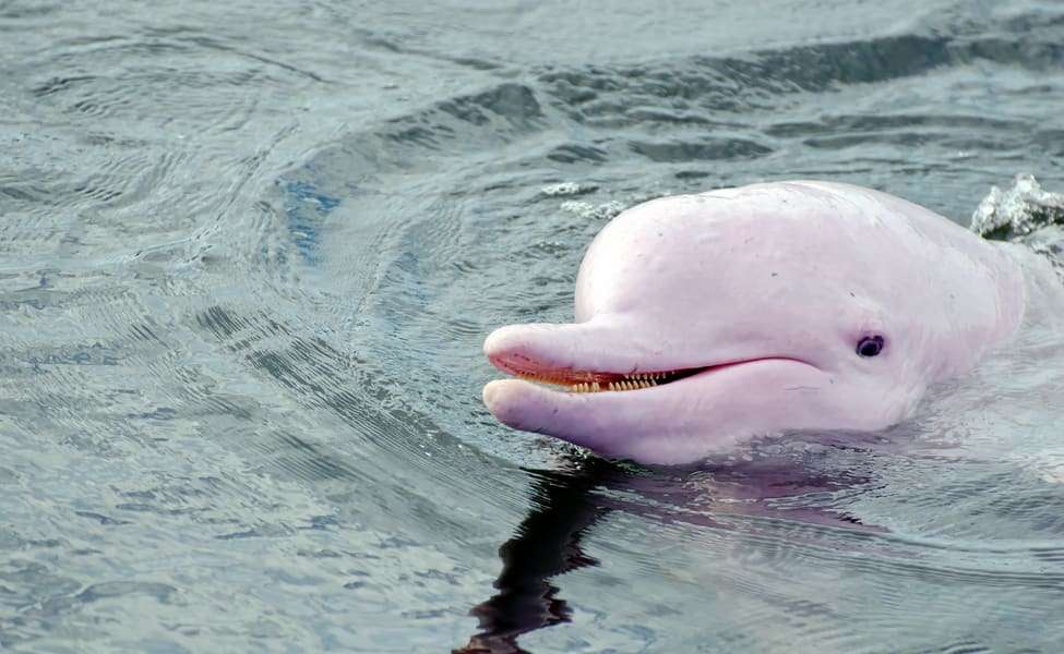 Meet the Pink Dolphin