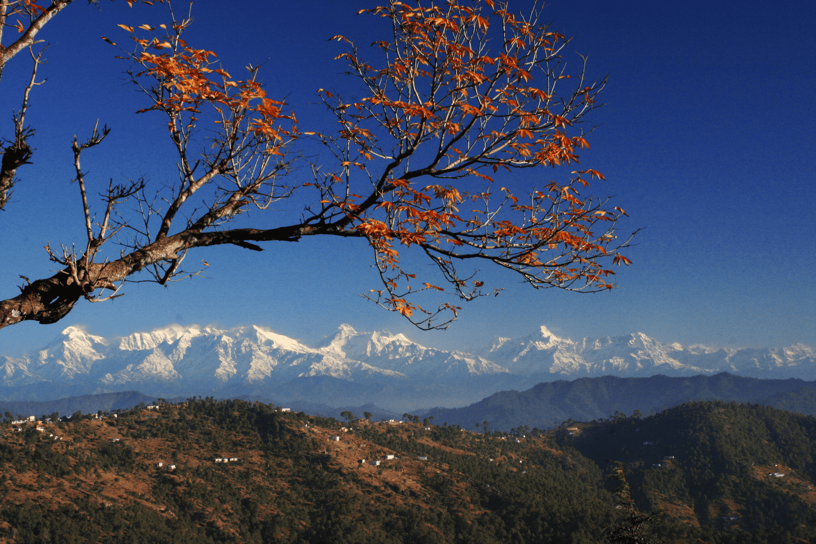 Almora, Uttarakhand (671 km from Jaipur)