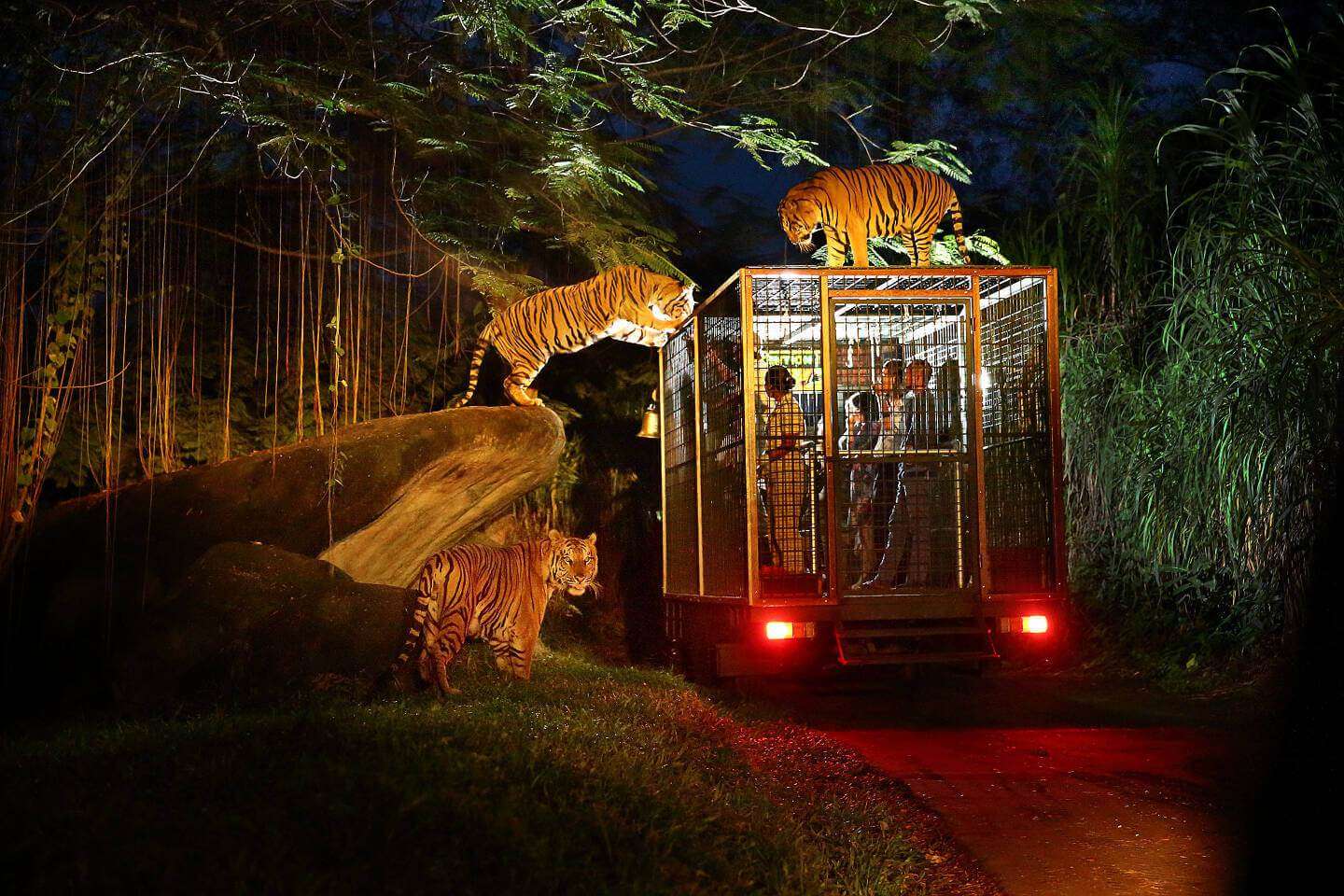 Enjoy Night Safari at Bali Marine and Safari Park