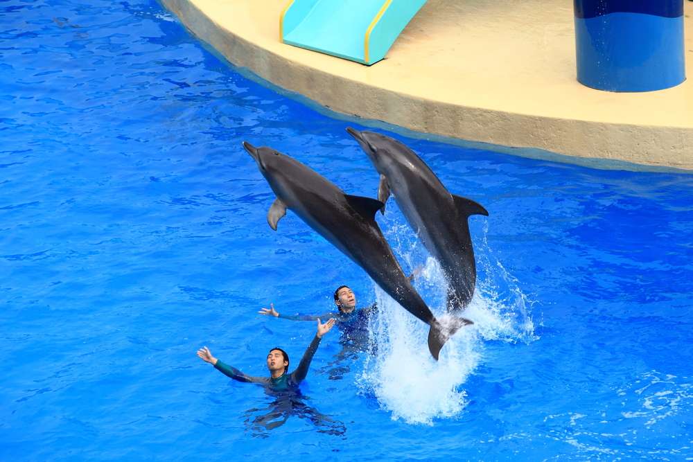 Meet the Dolphins at Ocean Park