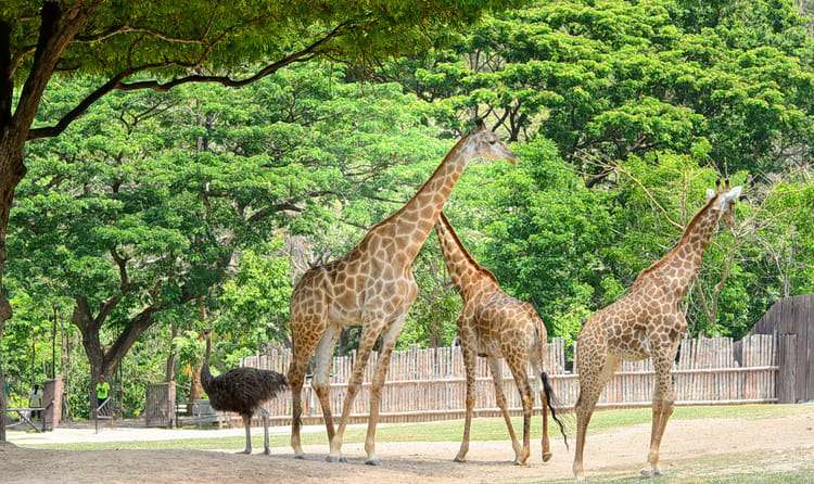 Khao Kheow Open Zoo, Pattaya