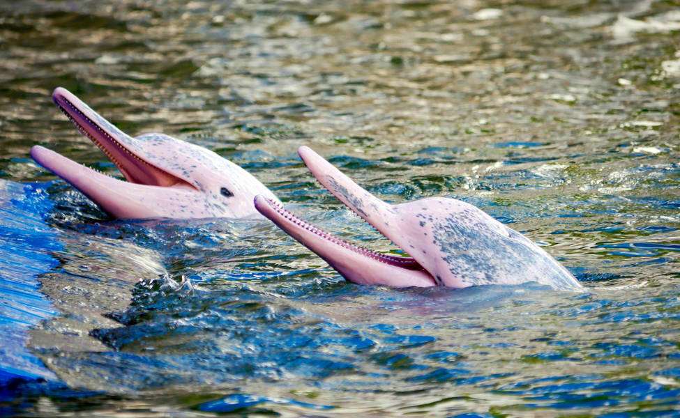 Pink Dolphin Watching