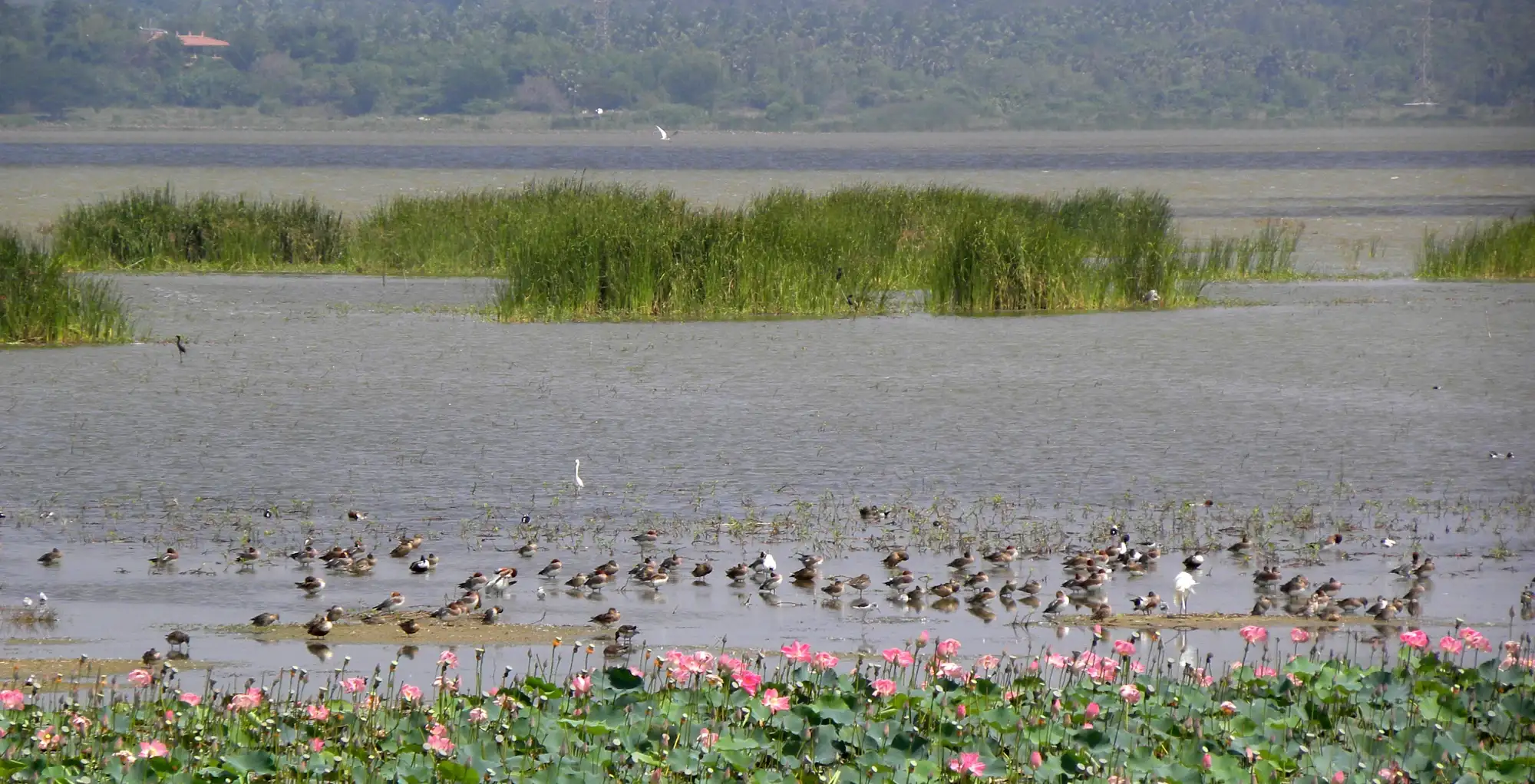 Ousteri Wetland and National Park