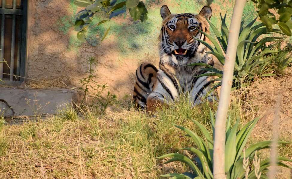 Nahargarh Biological Park