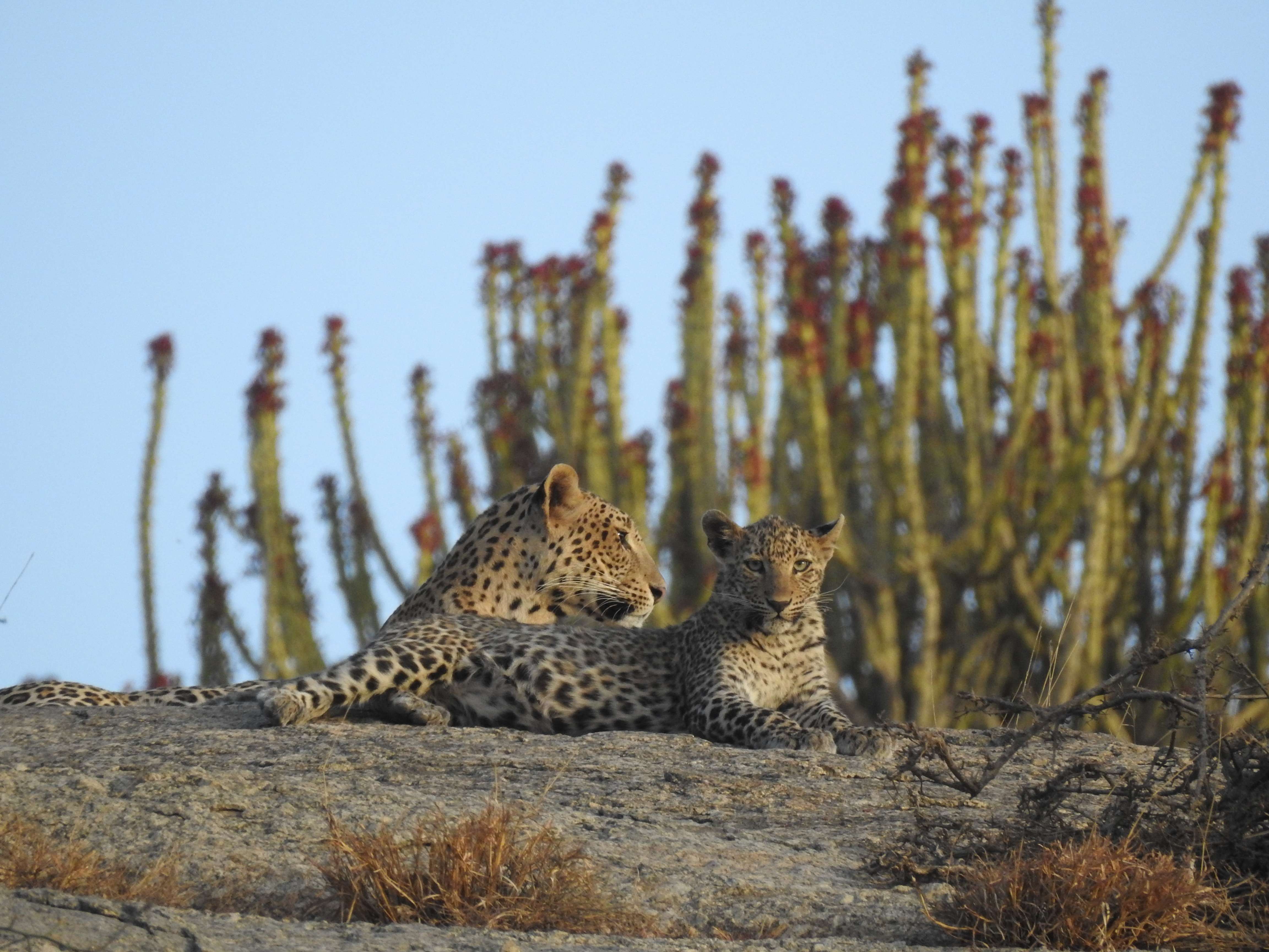 Bera Leopard Safari and Camping, Jodhpur