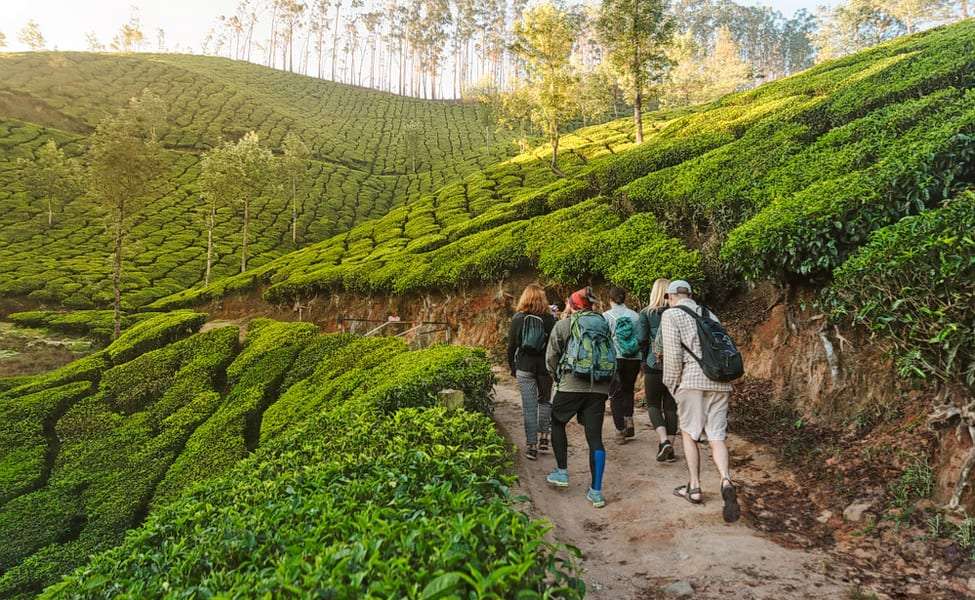 Visit Blossom Park Dark Forest