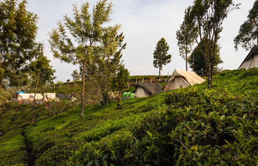 Camp at Tea Gardens